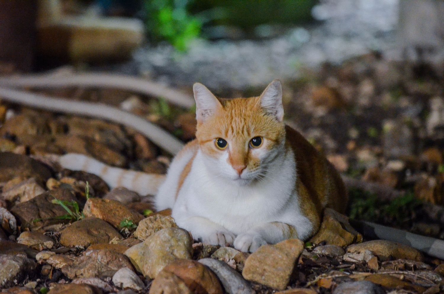 An orange and white cat resting on rocky ground surrounded by dried leaves in an outdoor setting.