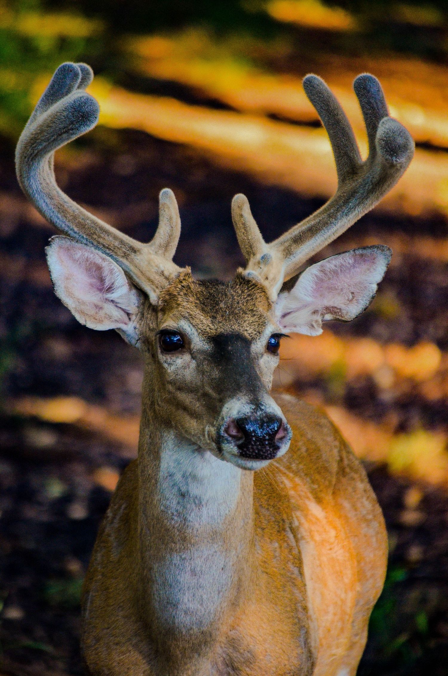 Close-up portrait of a white-tailed buck deer with velvet antlers surrounded by colorful autumn foliage.