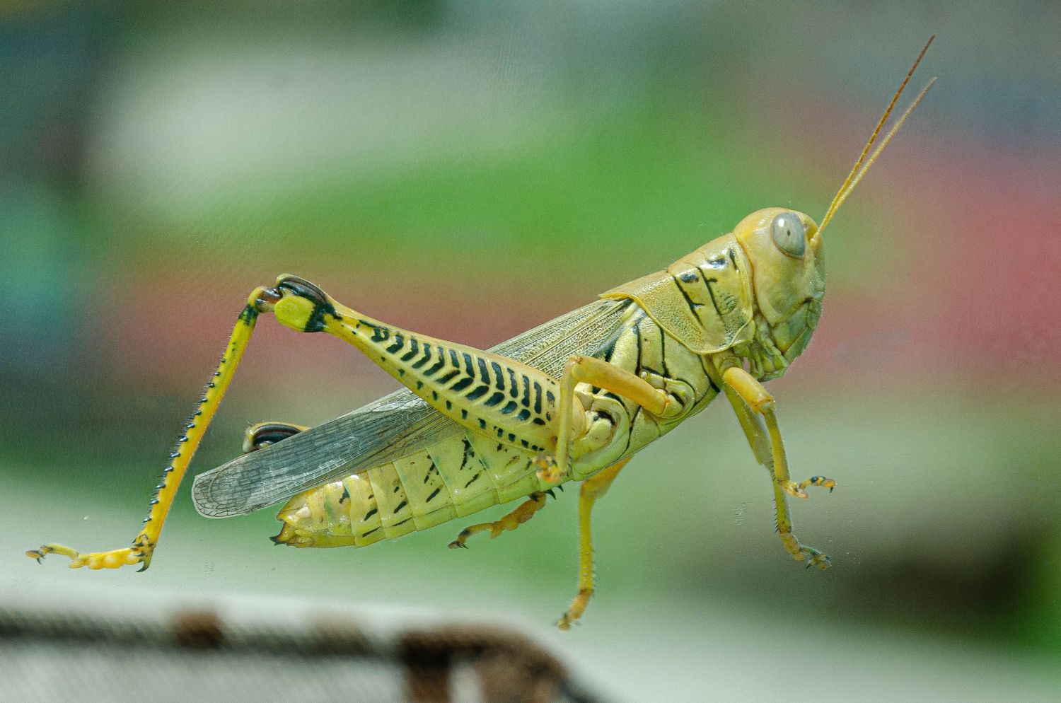 Close-up macro photo of a green grasshopper with detailed wing and leg markings on a surface.