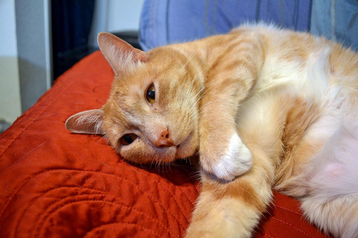 An orange tabby cat lying relaxed on a red cushioned surface indoors.
