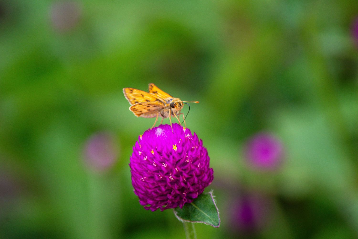 An orange skipper butterfly perched on a vibrant purple globe amaranth flower with green bokeh background.