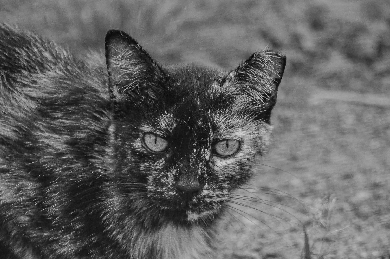 Black and white portrait of a tortoiseshell cat with intense eyes staring directly at the camera outdoors.