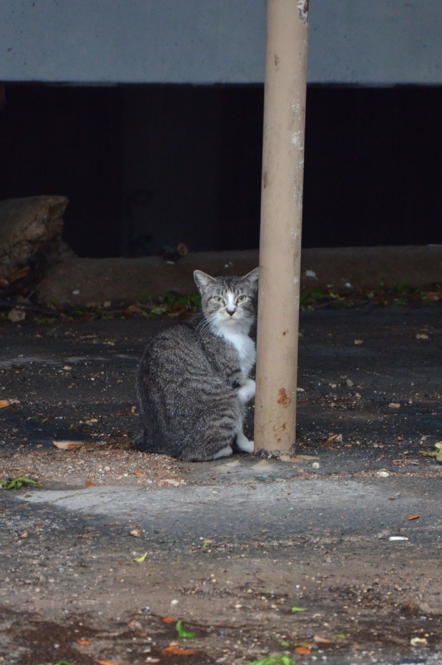 Gray and white tabby cat sitting beside a metal pole on a concrete surface outdoors.