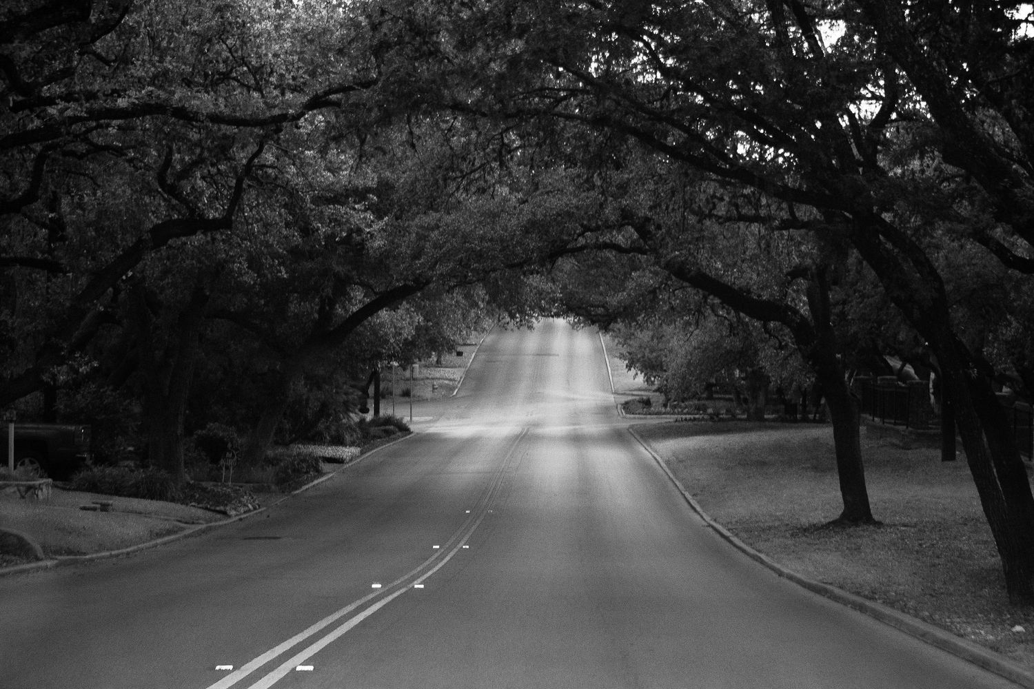 Black and white photo of a tree-lined road with light rays piercing through the canopy.