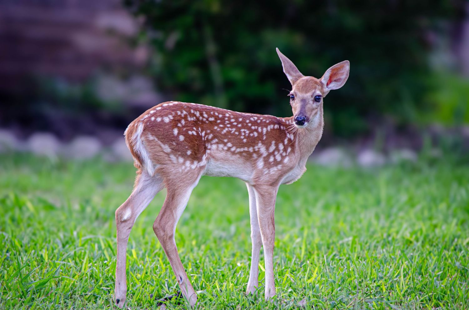 A spotted white-tailed fawn standing on green grass, showing characteristic white spots on its brown coat.