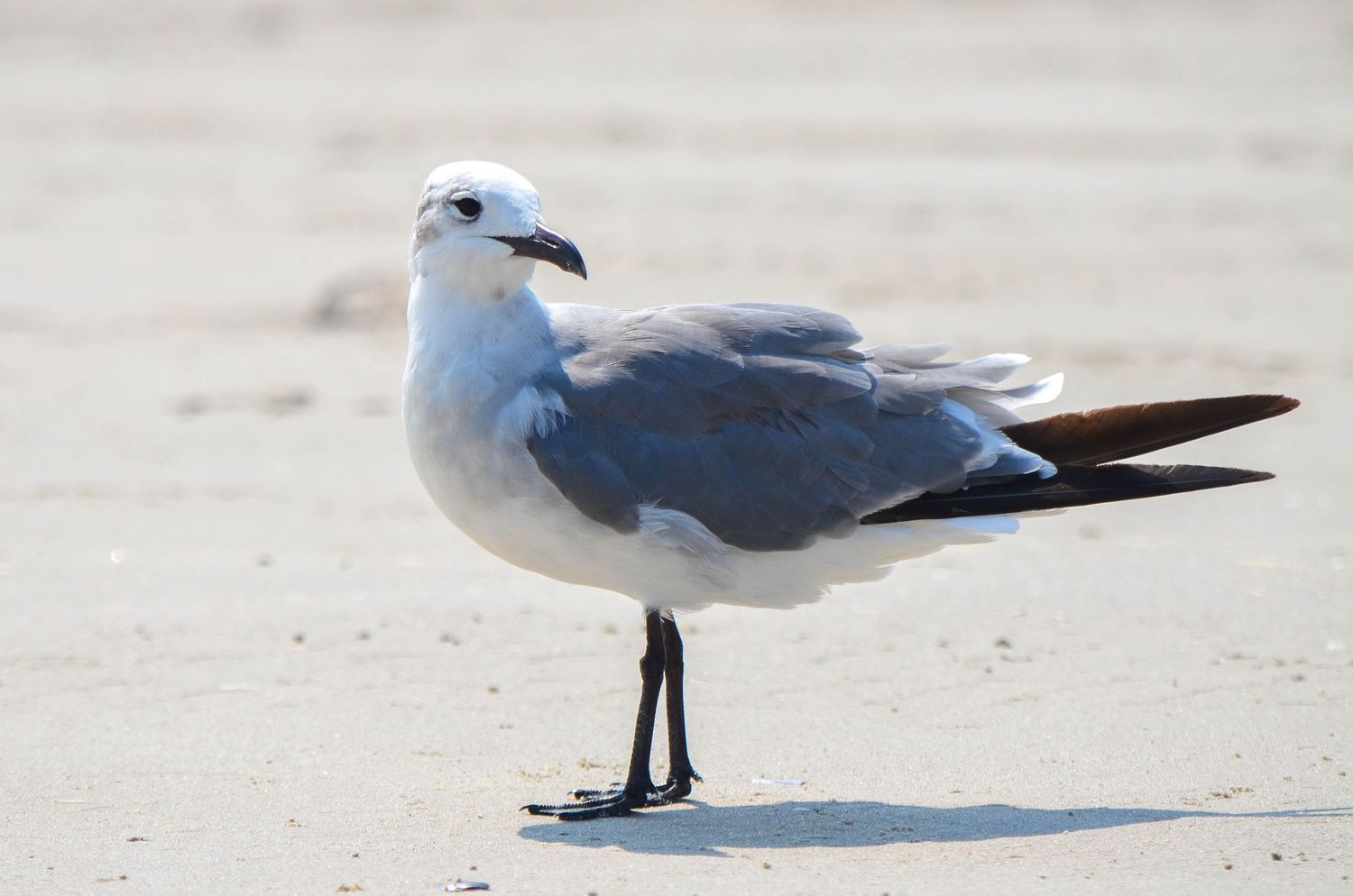 A seagull stands on a sandy beach, showcasing its blue-gray wings and white head.