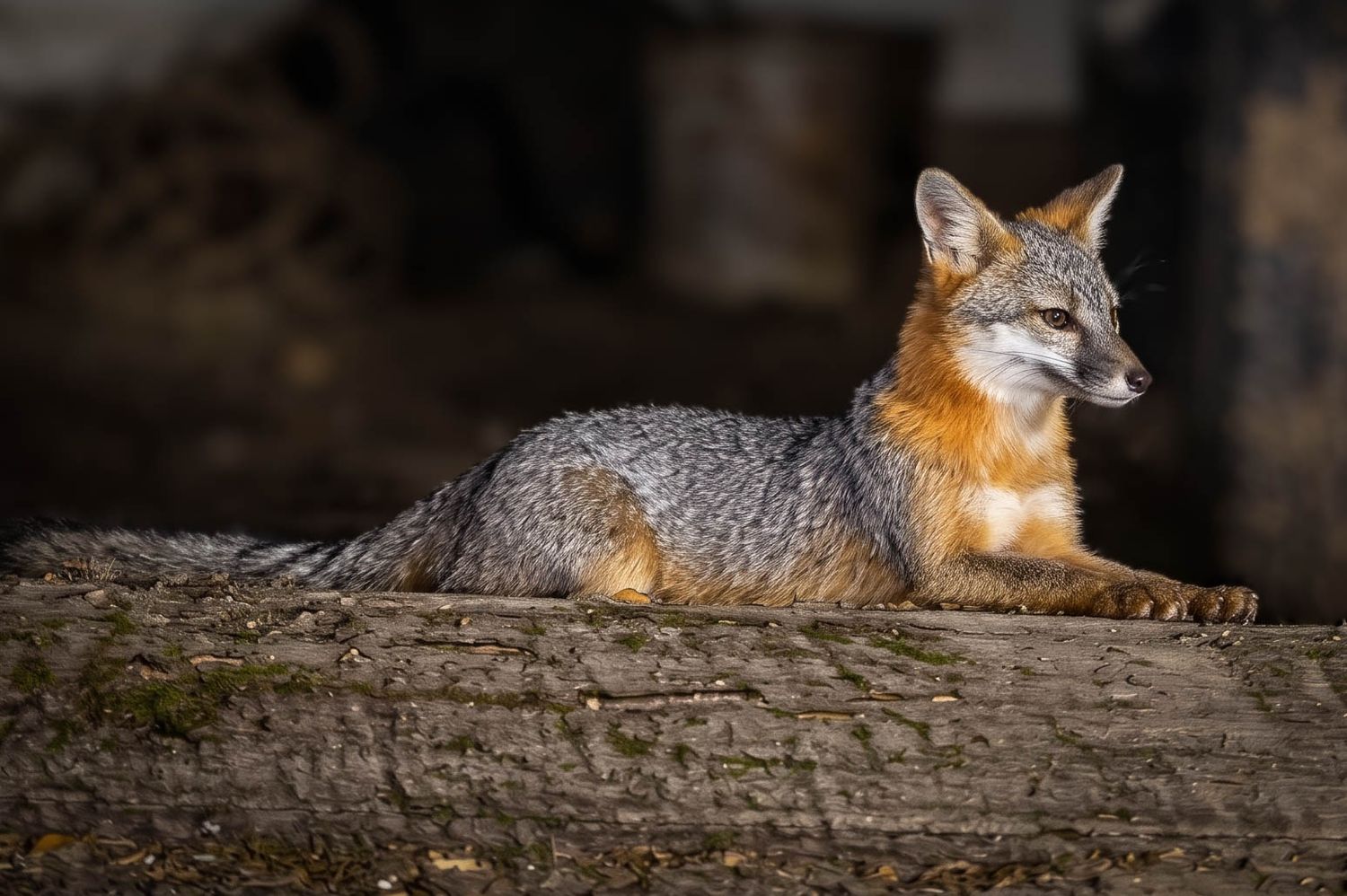 Gray fox with orange fur accents resting on a mossy log in natural woodland setting.
