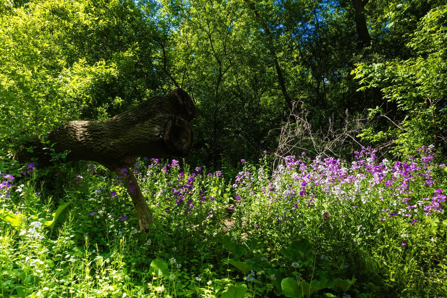 Lush green forest with vibrant purple wildflowers blooming beside a fallen tree trunk in dappled sunlight.