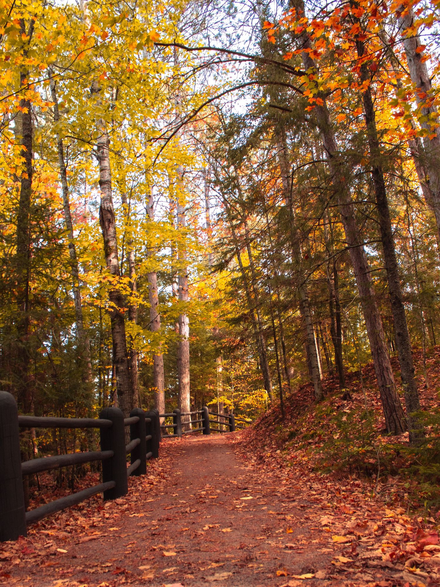 Autumn walking trail lined with colorful trees