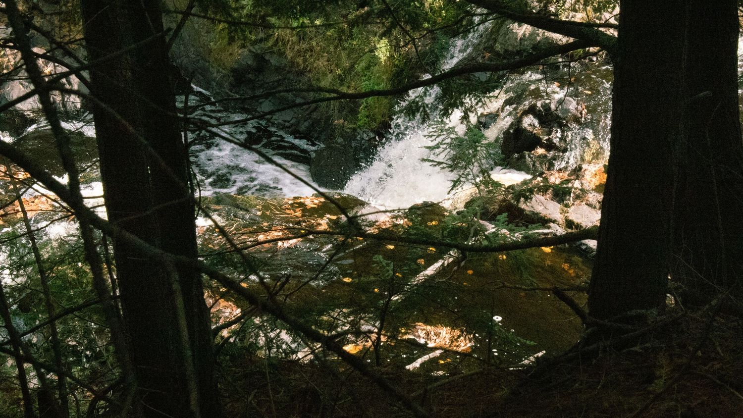 Forest creek flowing through trees in a wooded area 
banner text - for the moments in time you didn't know you'd miss