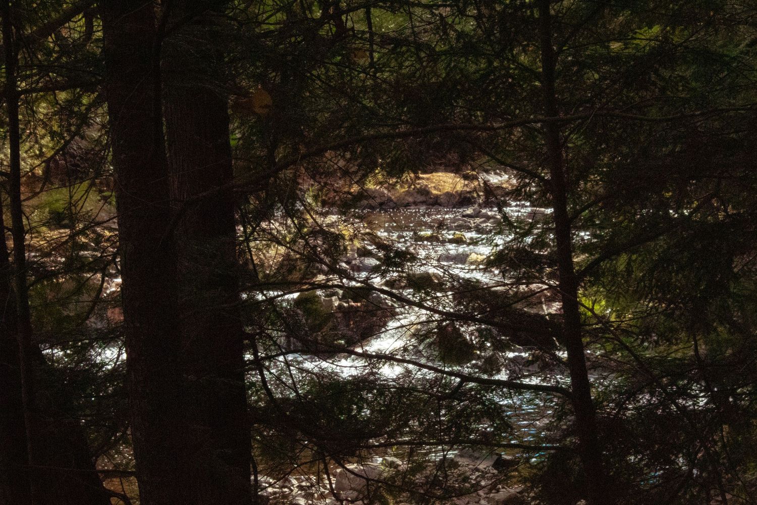 Sunlight reflecting on a rocky stream through forest trees