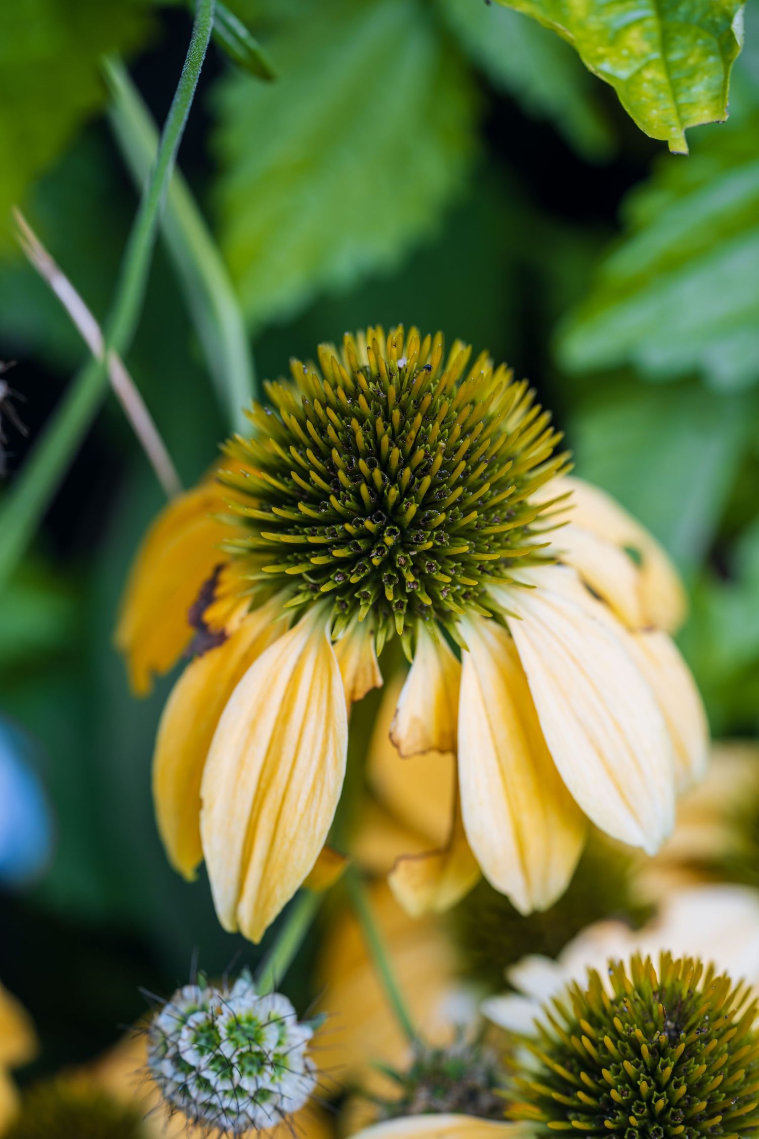 Close-up of a yellow echinacea coneflower with a green spiky center surrounded by lush green foliage in a garden.