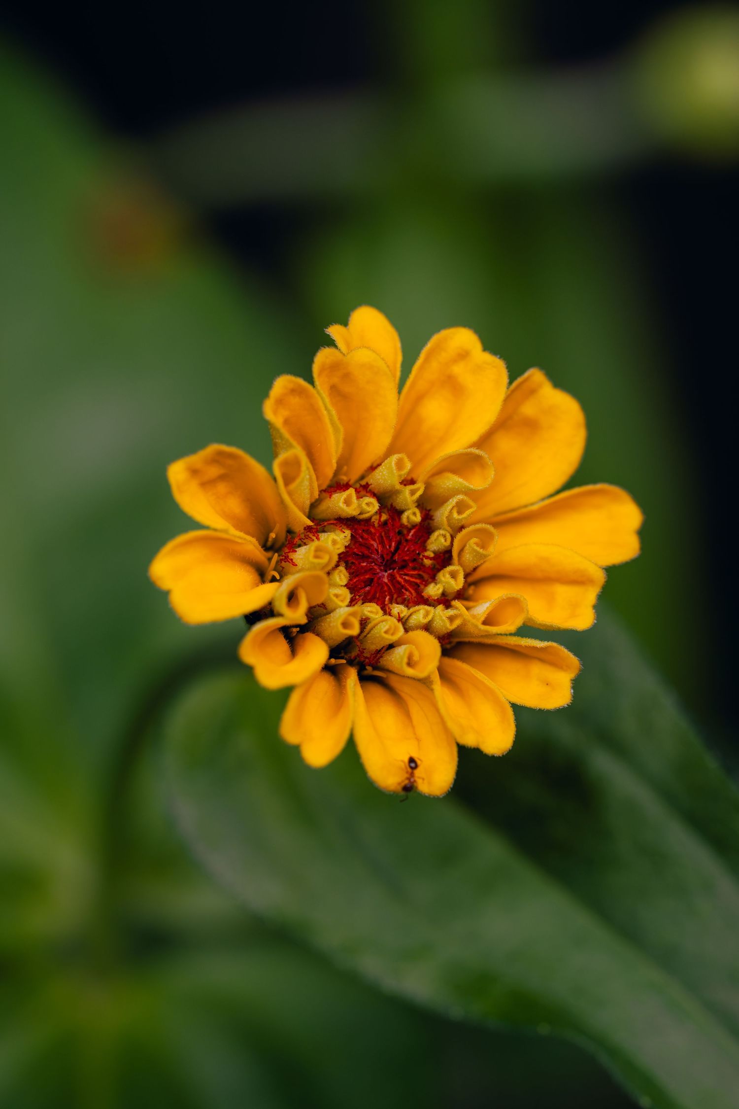 Vibrant yellow zinnia flower with red center and curled petals in full bloom against a dark green blurred background.