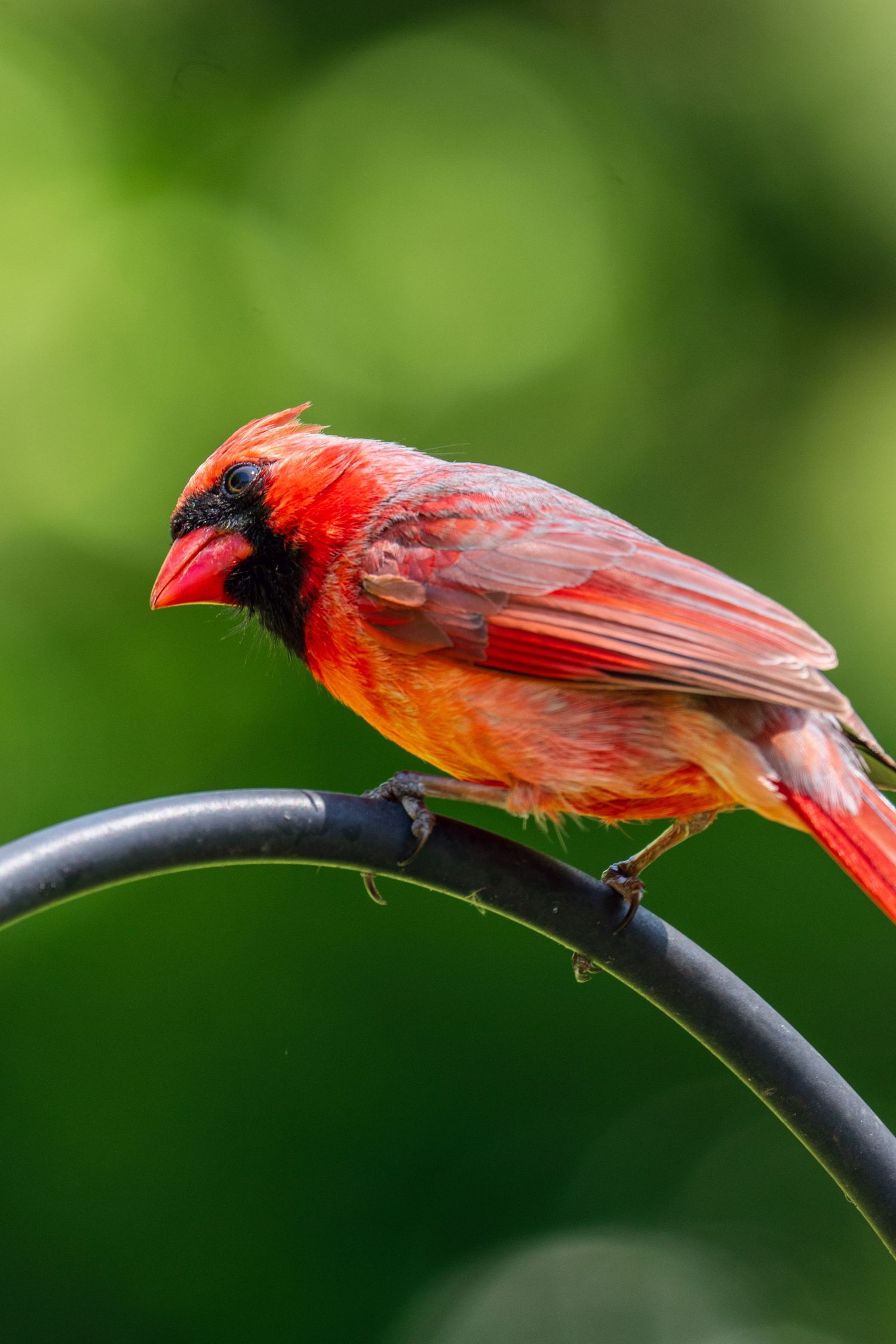 Brilliant red male Northern Cardinal perched on a curved metal pole with green bokeh background.