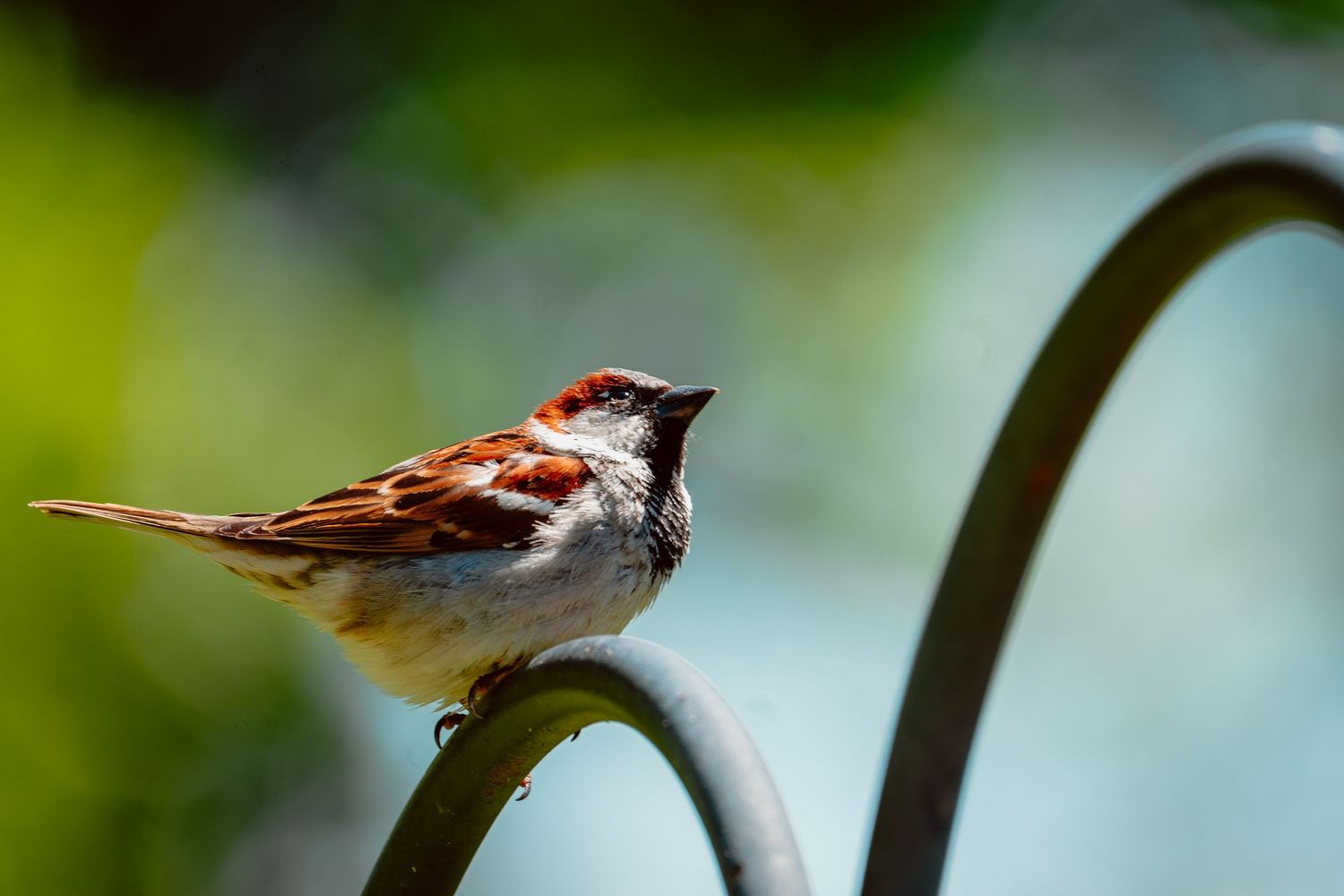 A brown and white house sparrow perched on a curved metal garden hook outdoors.