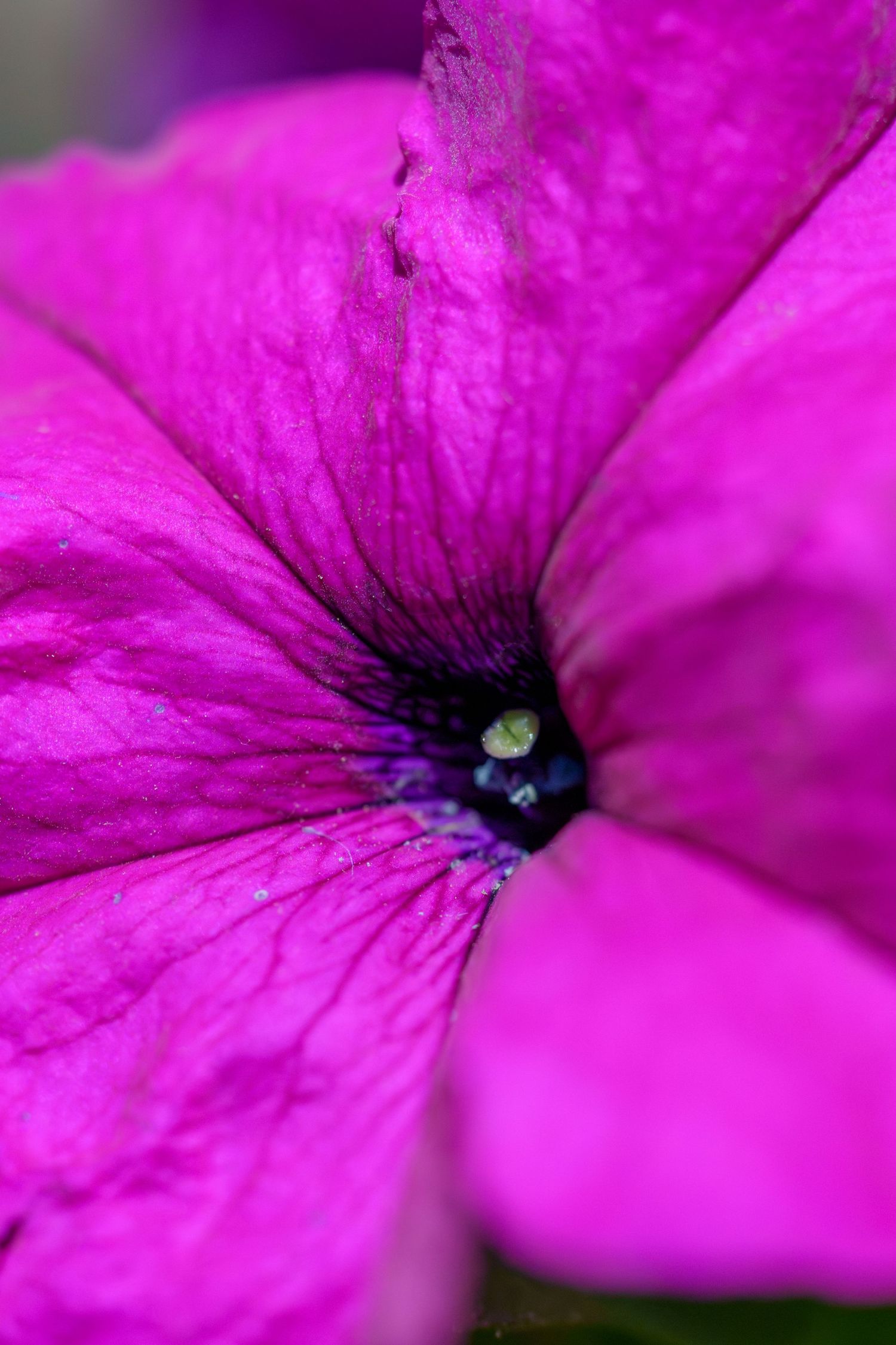Close-up macro shot of a vivid magenta pink petunia flower with dark purple veining and green pistil in center.