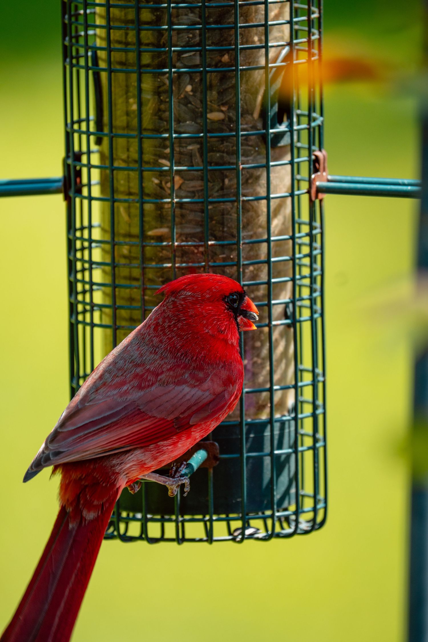 A bright red male cardinal clings to a hanging wire mesh bird feeder filled with seeds.