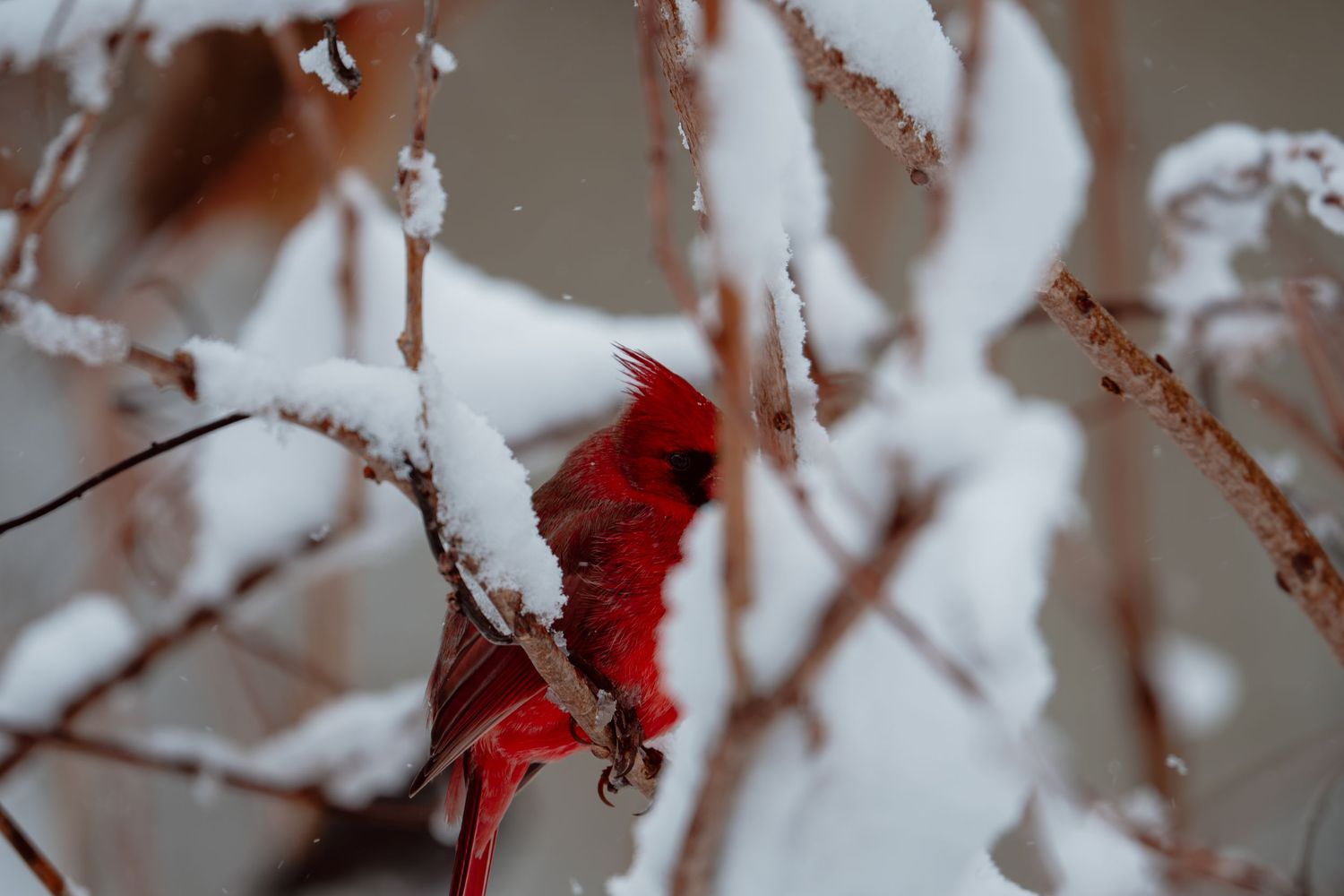 Male red cardinal perched on snow-covered branches in winter landscape.