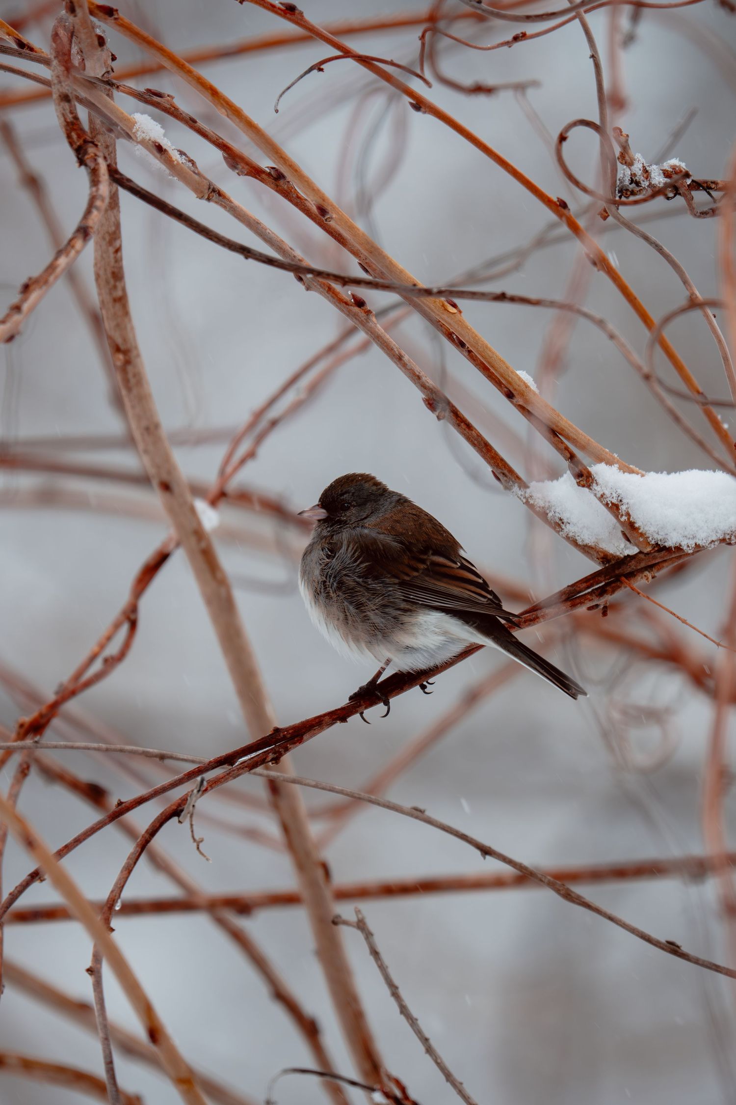 A small dark-eyed junco bird sitting on a snow-dusted branch among bare winter twigs.