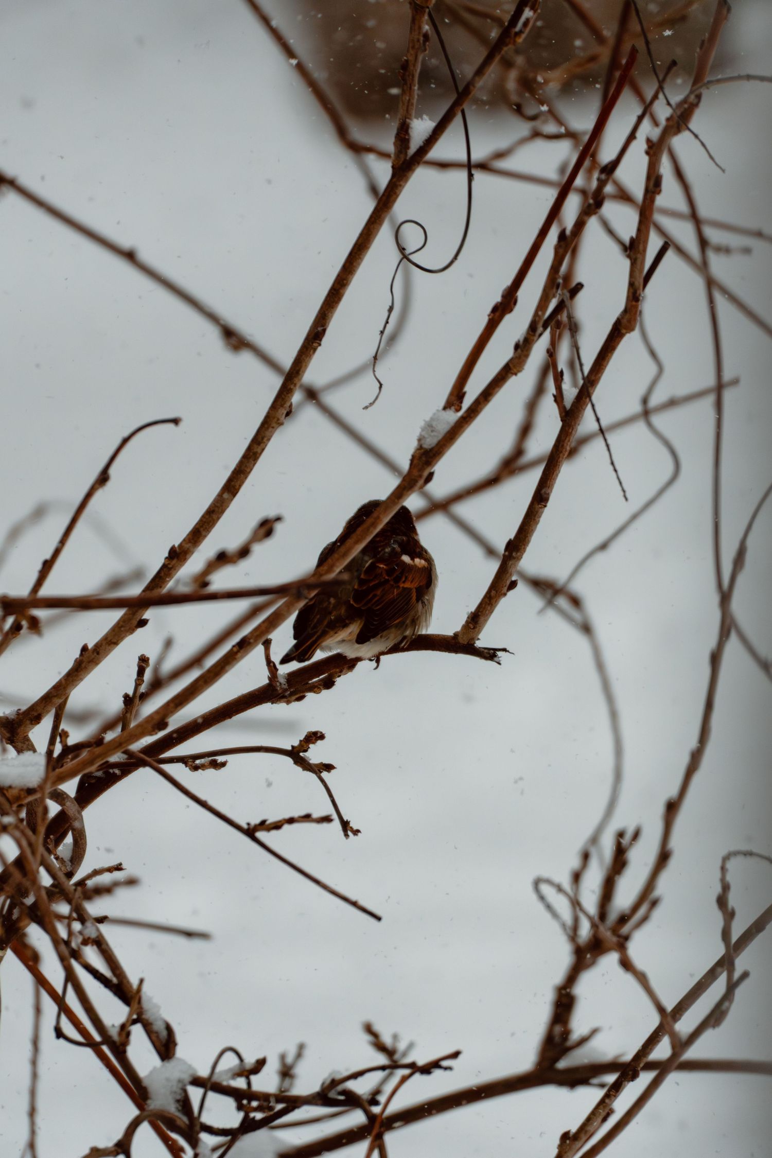 Brown sparrow perched on bare tangled branches with snow-covered ground below.