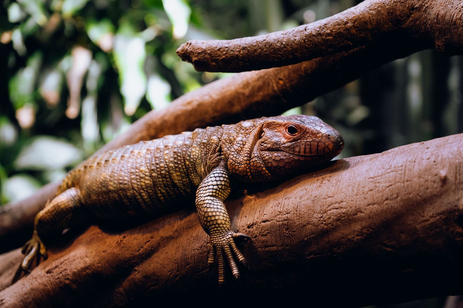 A brown lizard resting on a thick reddish-brown tree branch in a lush green habitat.