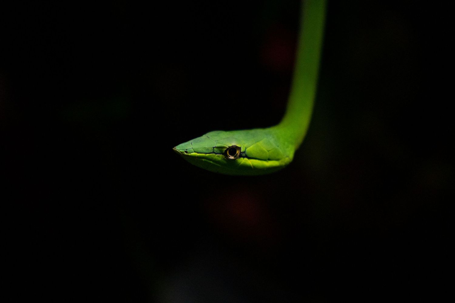 A bright green vine snake emerging from darkness, showcasing its slender body and distinctive head.