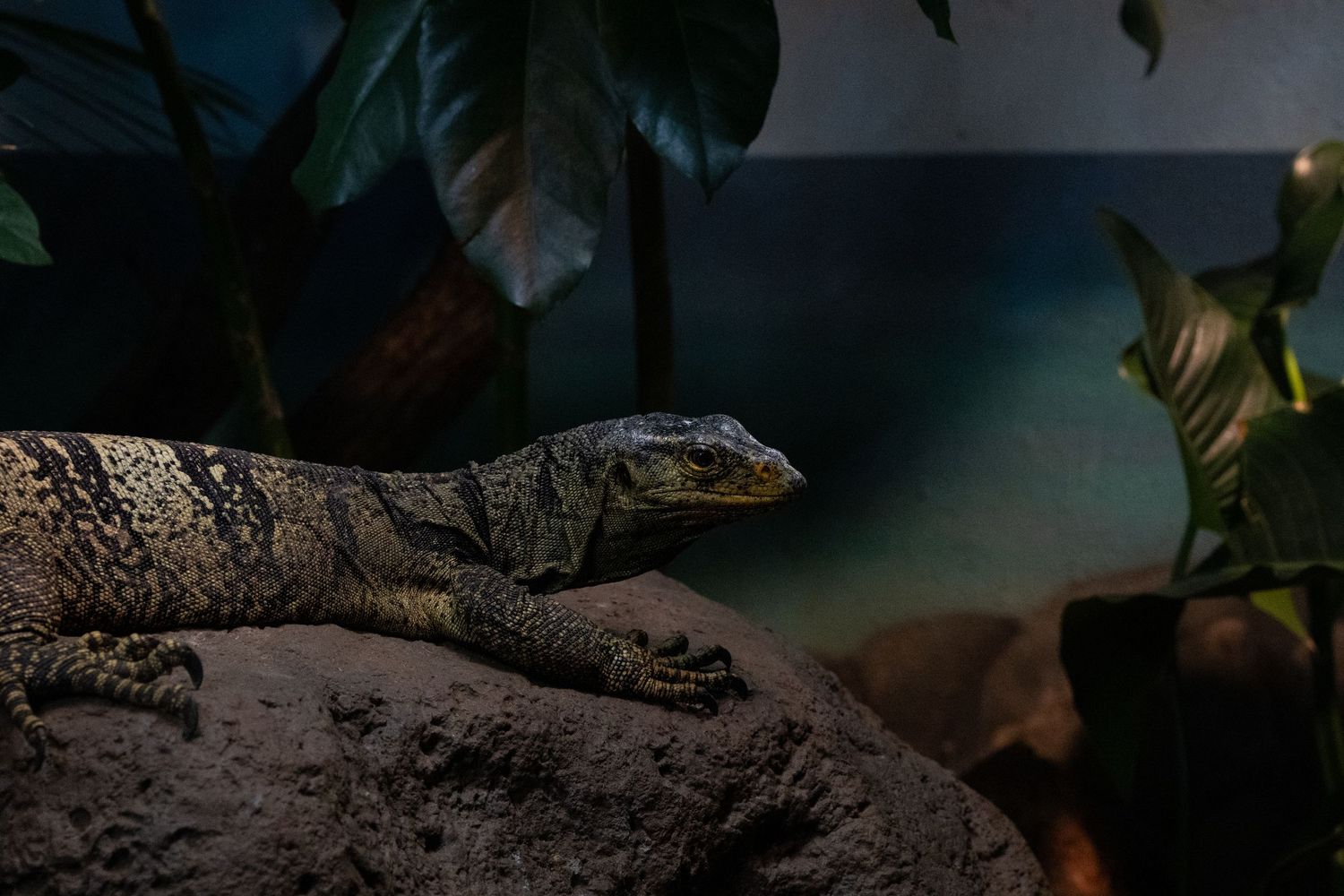 A monitor lizard resting on a rock in a dimly lit terrarium with tropical plants in the background.
