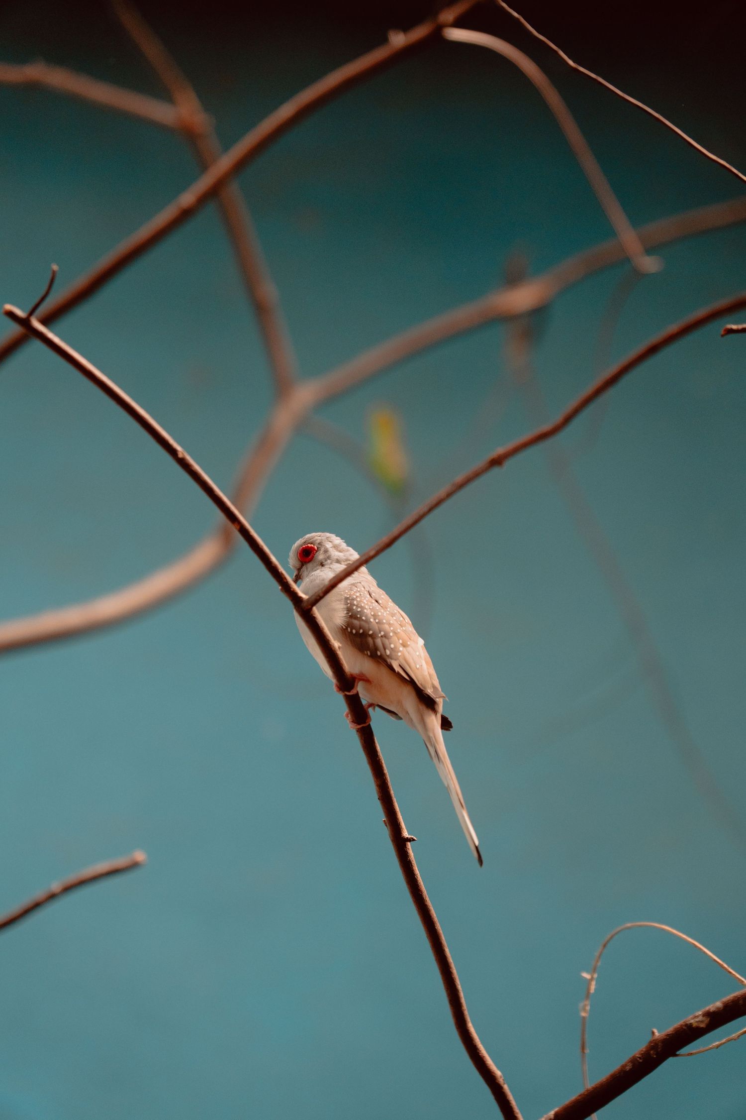 A pale long-tailed bird perched on a slender branch against a teal blue background in soft warm light.