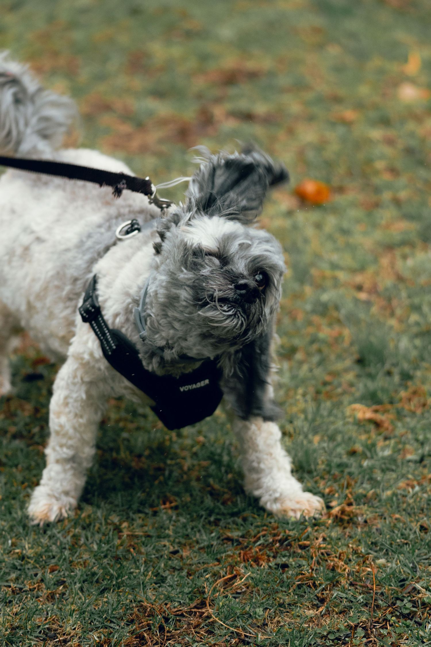 A small gray fluffy dog wearing a black harness on a leash standing on autumn grass outdoors.