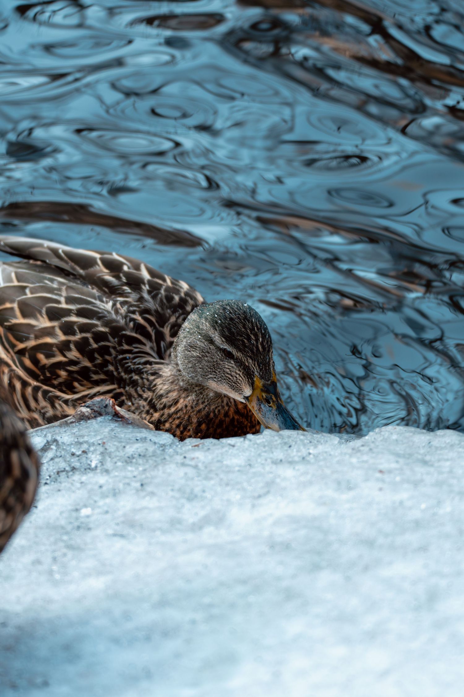 Female mallard duck resting on snow at the edge of a rippling blue water body.