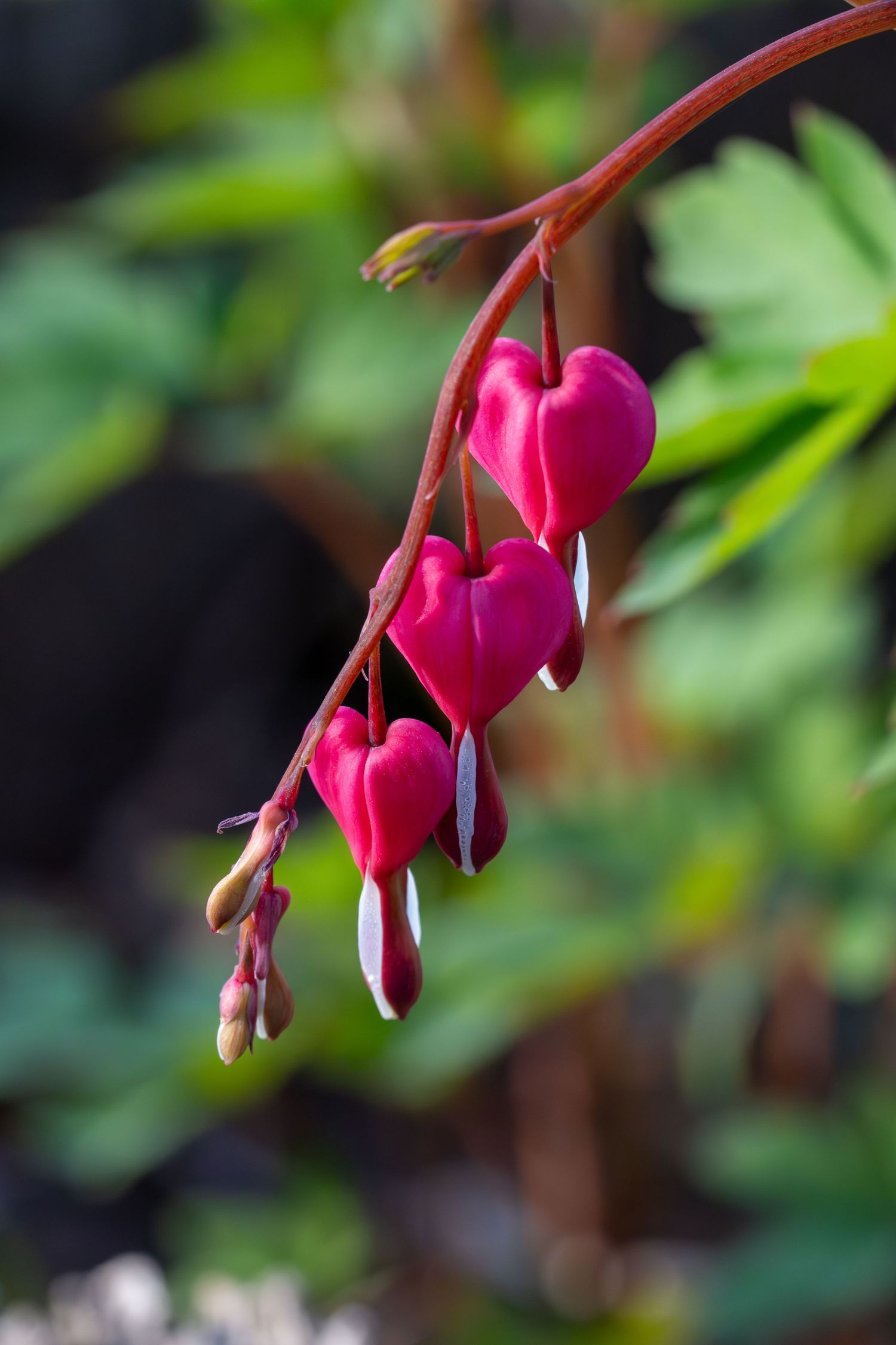 Pink bleeding heart flowers with white tips hanging from a curved red stem in a garden setting.