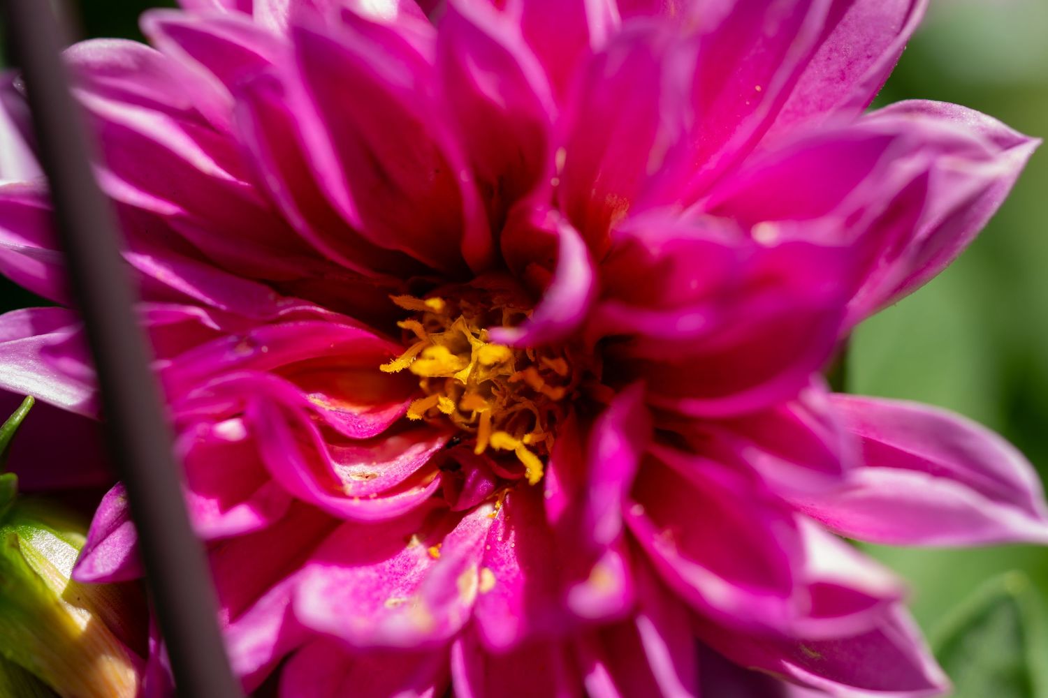 Close-up of a vibrant pink dahlia flower with a golden yellow center in a garden.