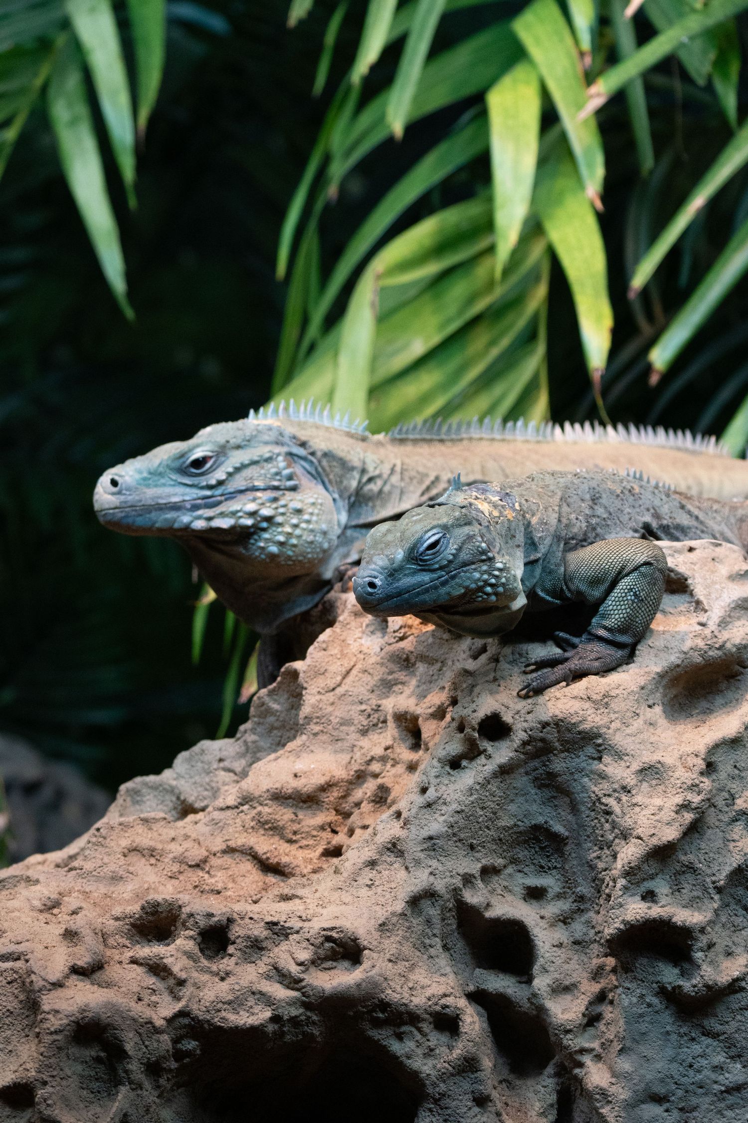 Pair of blue iguanas basking on a textured rock with bright green bamboo leaves in the background.
