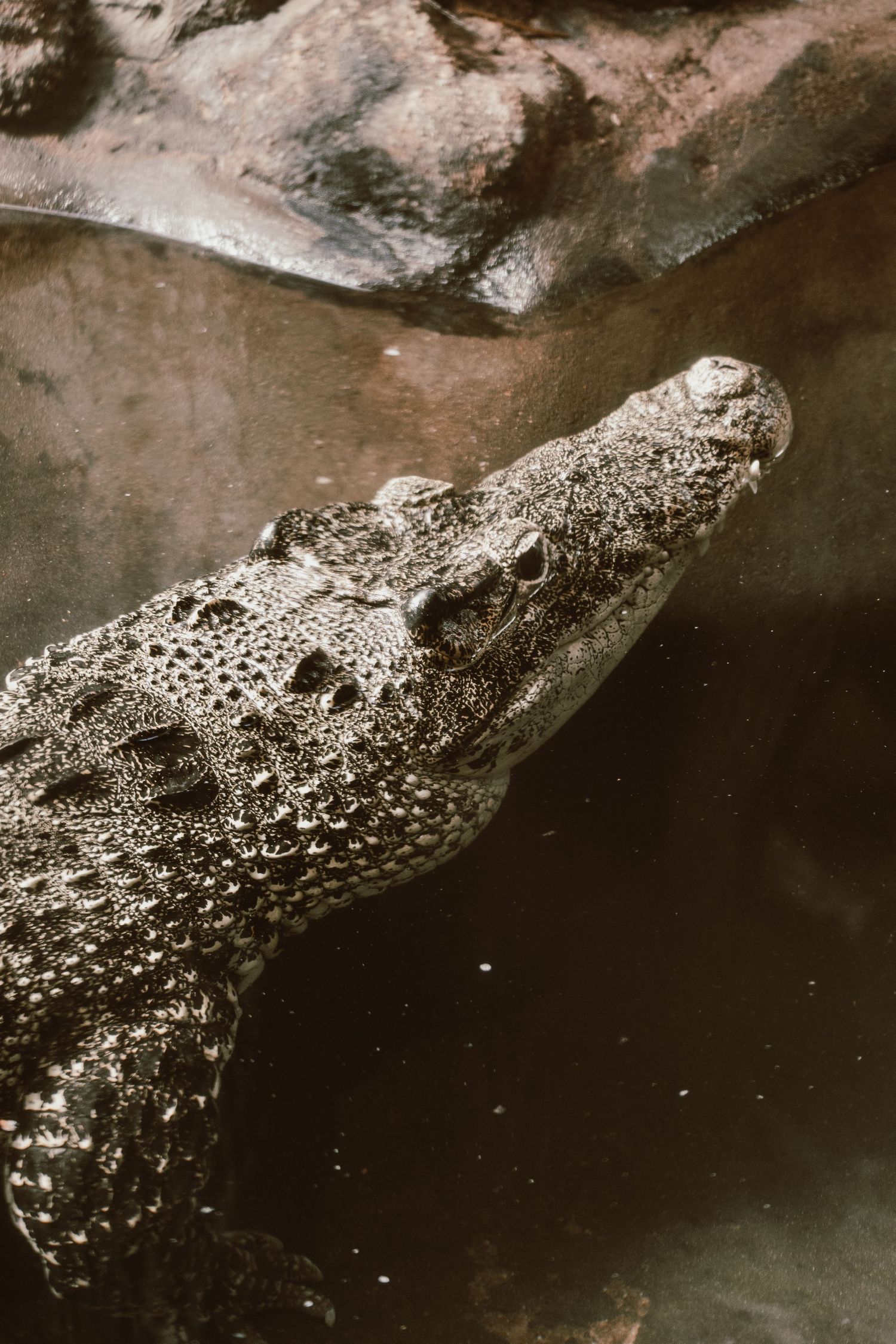 Top view of a crocodile with textured scaly skin floating in murky water near rocks.