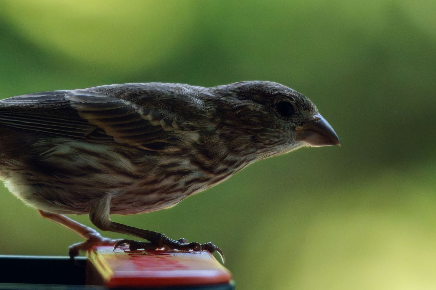 A small brown streaked house finch sits alert on a colorful bird feeder against a soft green backdrop.