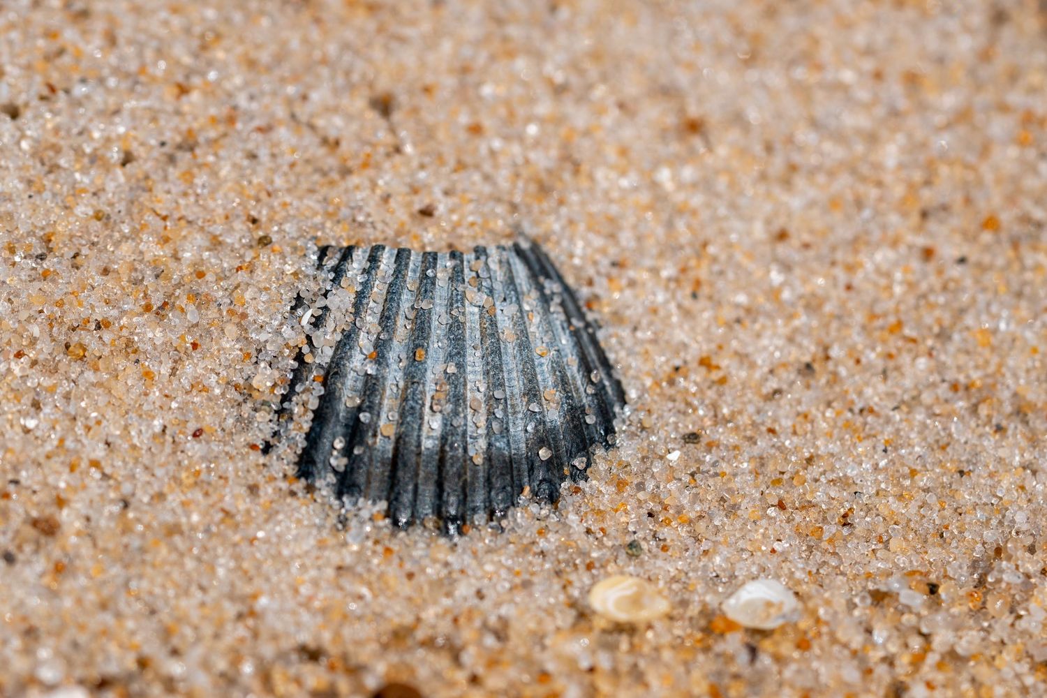 A dark ribbed scallop shell partially buried in golden sandy beach with glistening sand grains surrounding it.