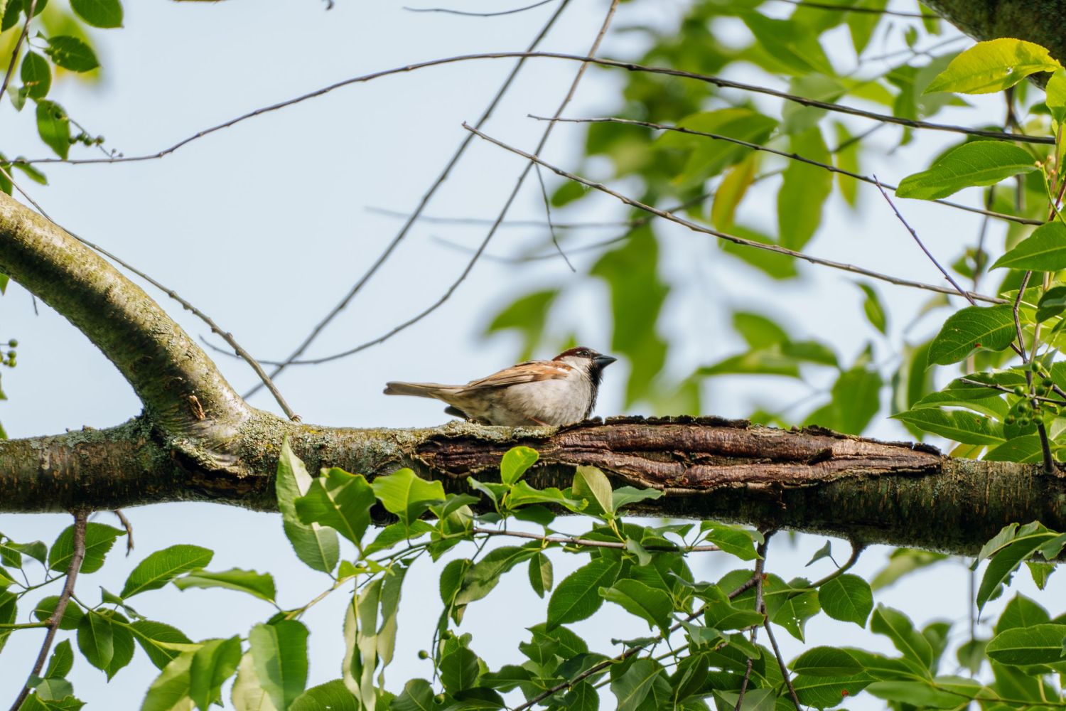 A small brown sparrow perched on a mossy tree branch surrounded by green leaves against a blue sky.