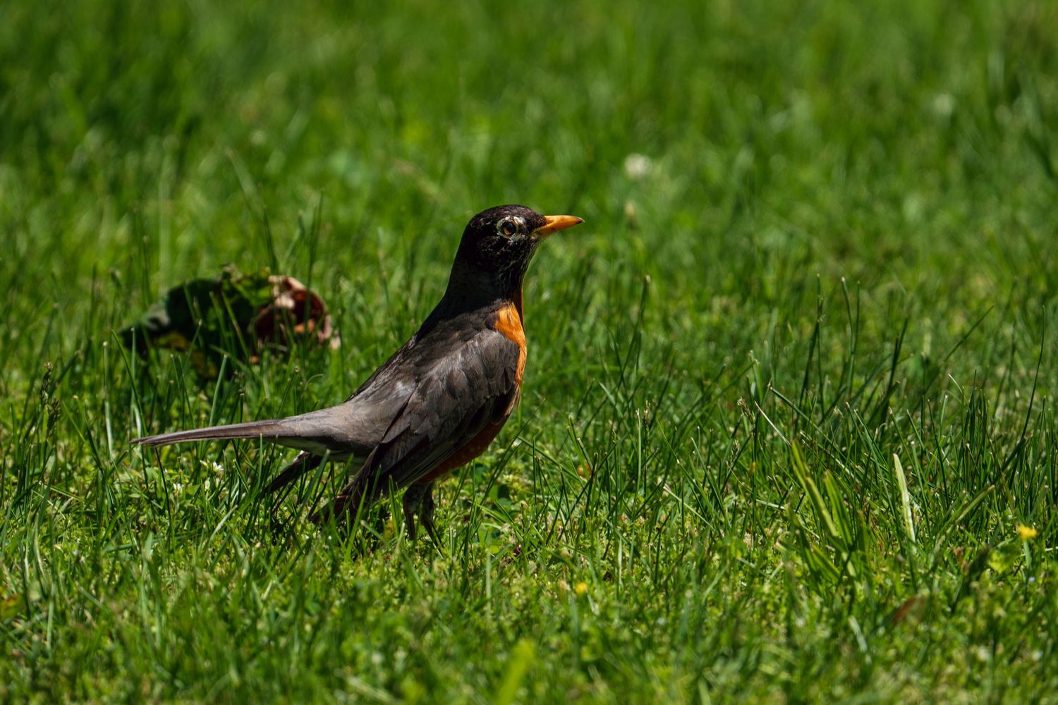 An American robin standing alert in bright green grass.