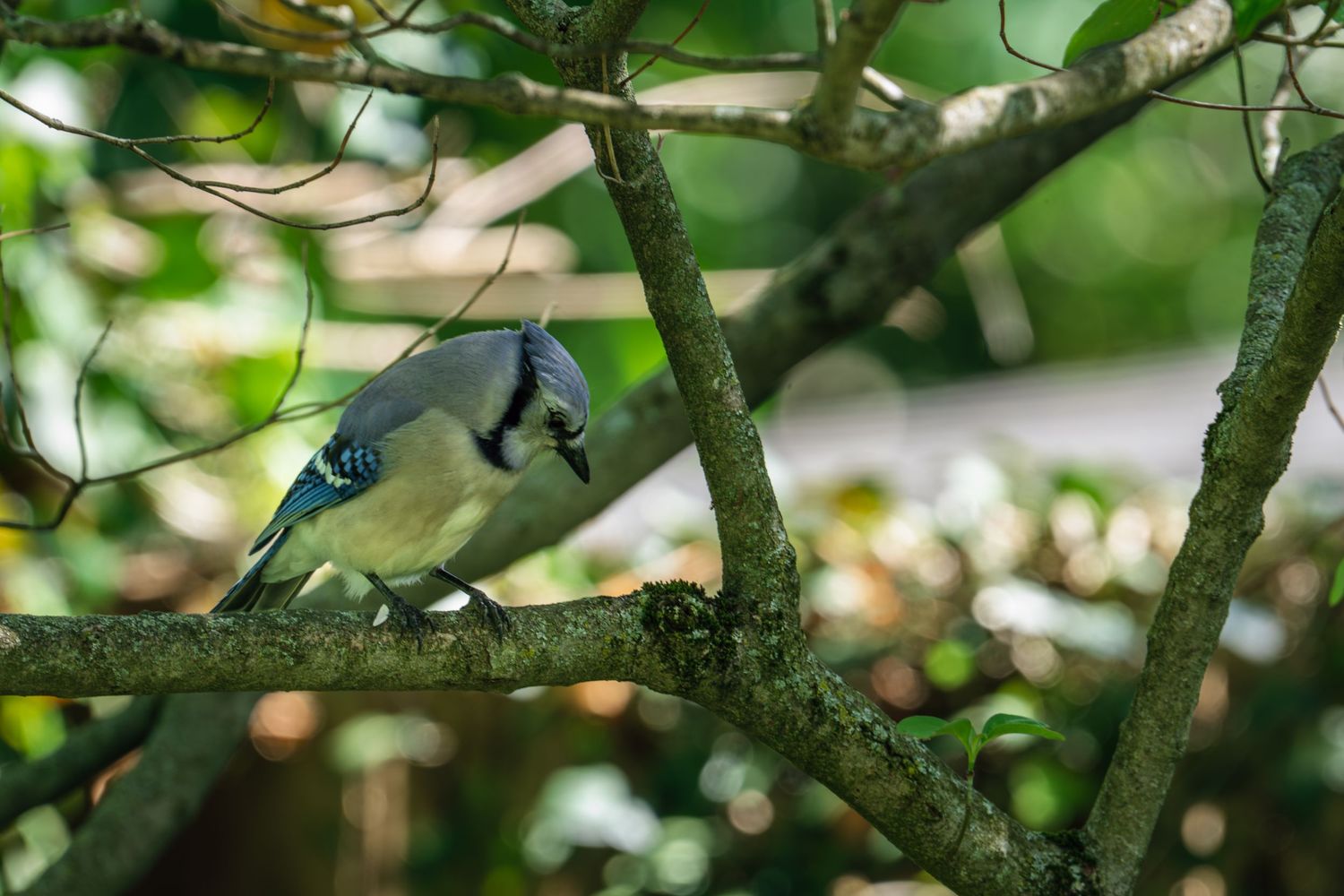 A Blue Jay perched on a tree branch amid green leaves, showcasing its blue and white plumage.