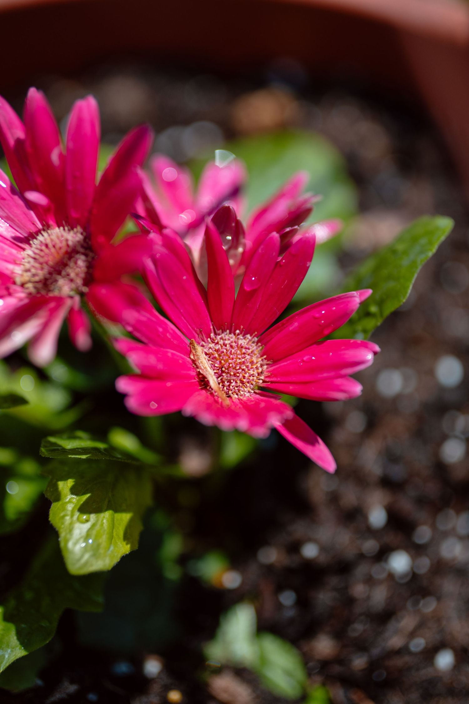 Two vivid pink gerbera daisies with water droplets growing in a brown pot.