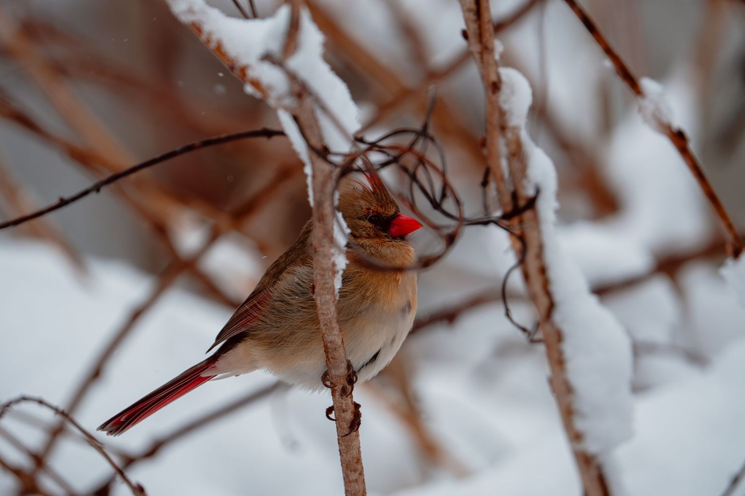 Female northern cardinal sitting on snowy branches showing red crest and beak.