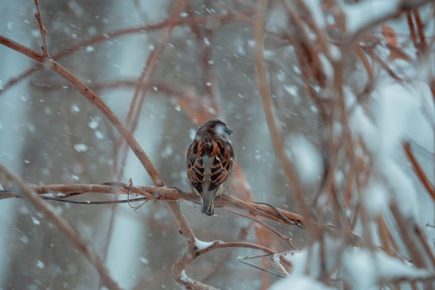 A sparrow perched on a snow-dusted branch facing forward in a winter snowfall.
