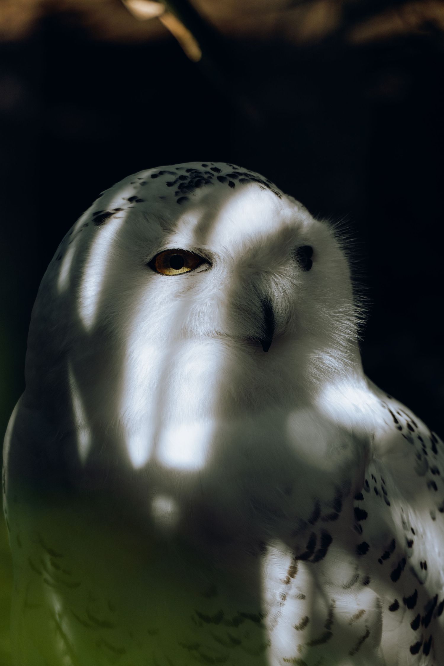 A snowy owl with one eye open gazing sideways, white feathers with dark markings illuminated against a dark background.