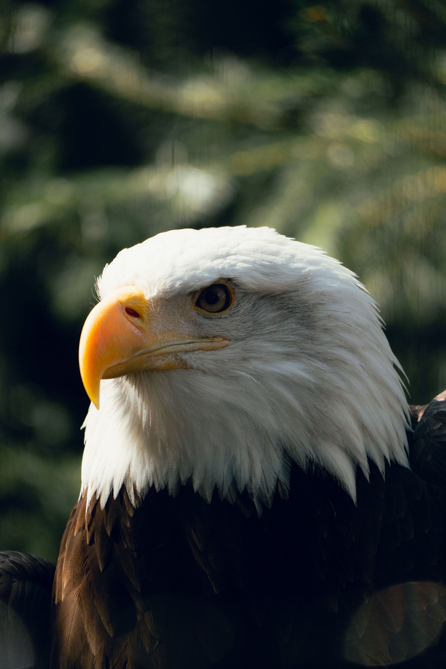 Portrait of a bald eagle with bright yellow beak and piercing eye illuminated by natural sunlight outdoors.