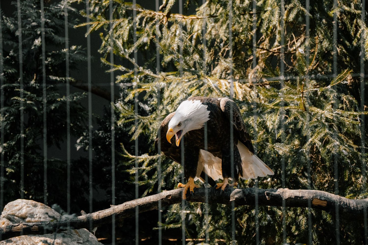 Bald eagle perched on a branch inside a zoo enclosure with evergreen trees behind it.