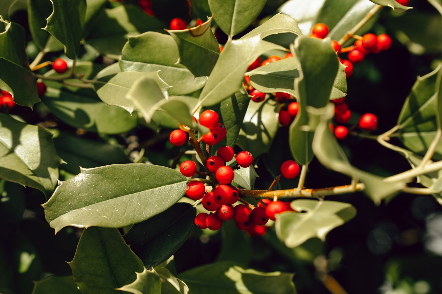 Bright red holly berries clustered among glossy green leaves on a sunlit holly bush.