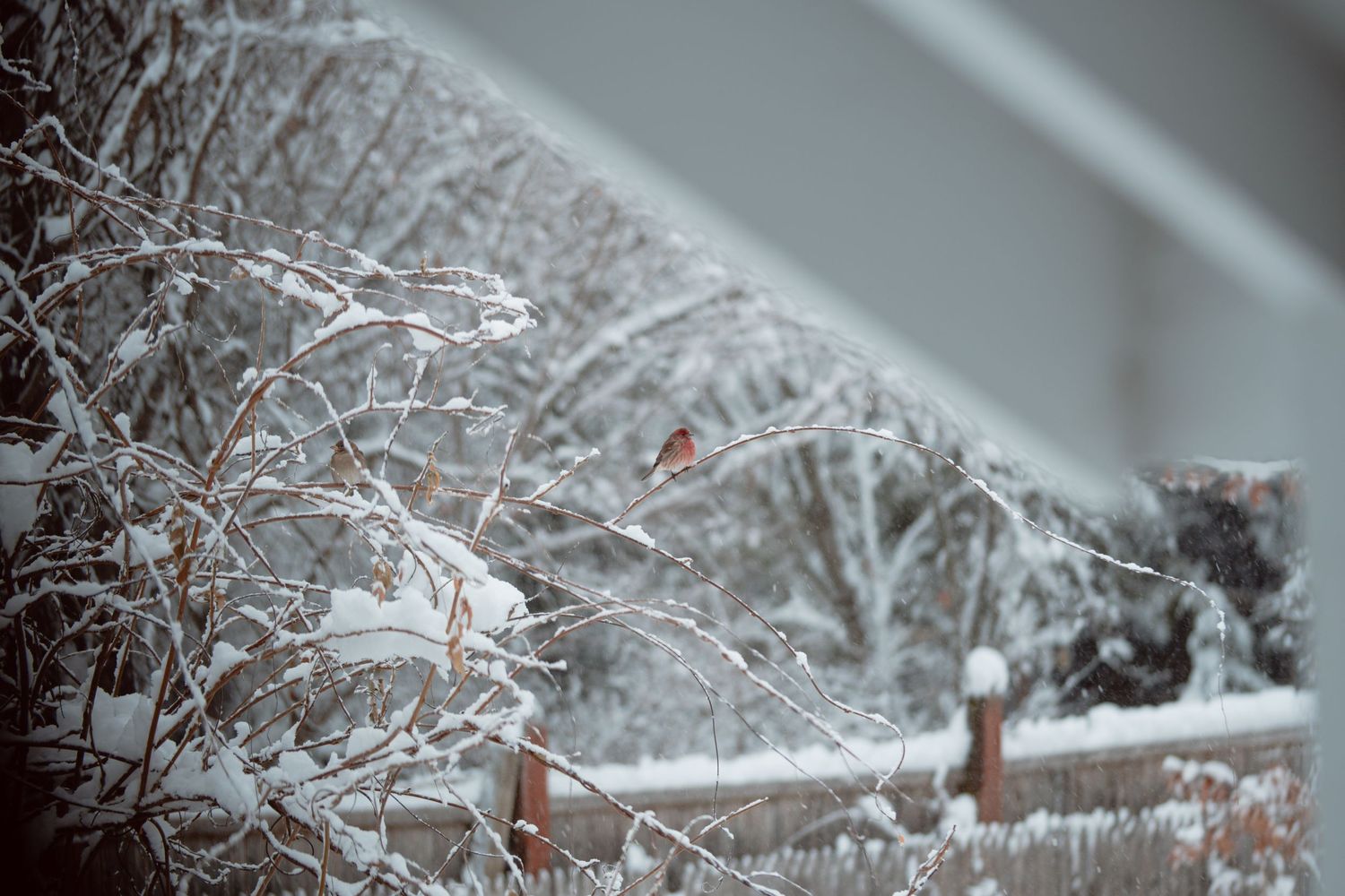 Small red bird sitting on snow-covered branches near a wooden fence in winter.