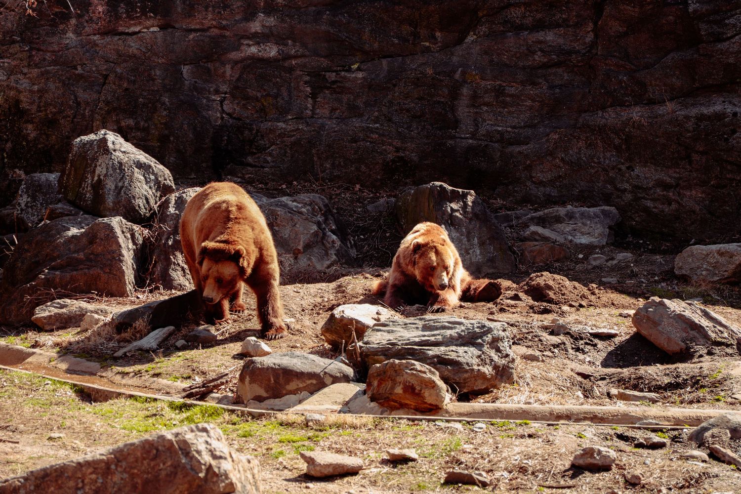 Two brown bears resting on rocky terrain in a natural stone enclosure at a zoo.