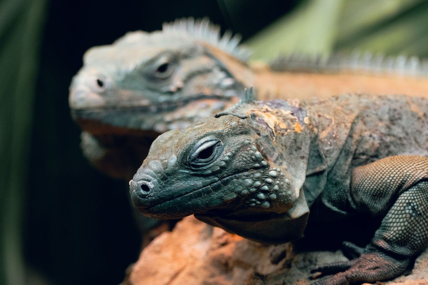 Two iguanas resting on a rocky surface, showcasing their detailed scaly skin and spiny crests.