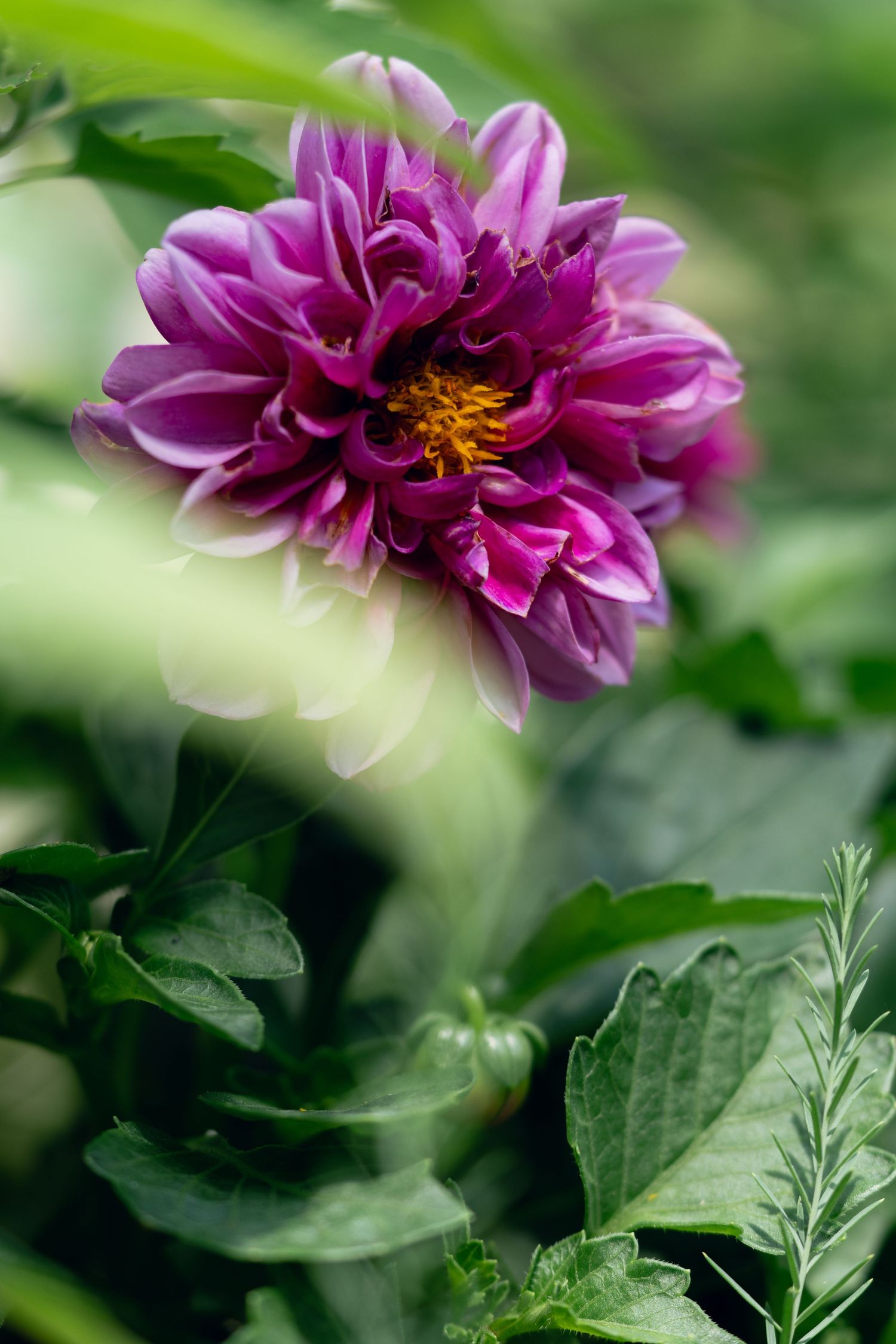 Purple dahlia flower with yellow center blooming among green leaves in a garden.